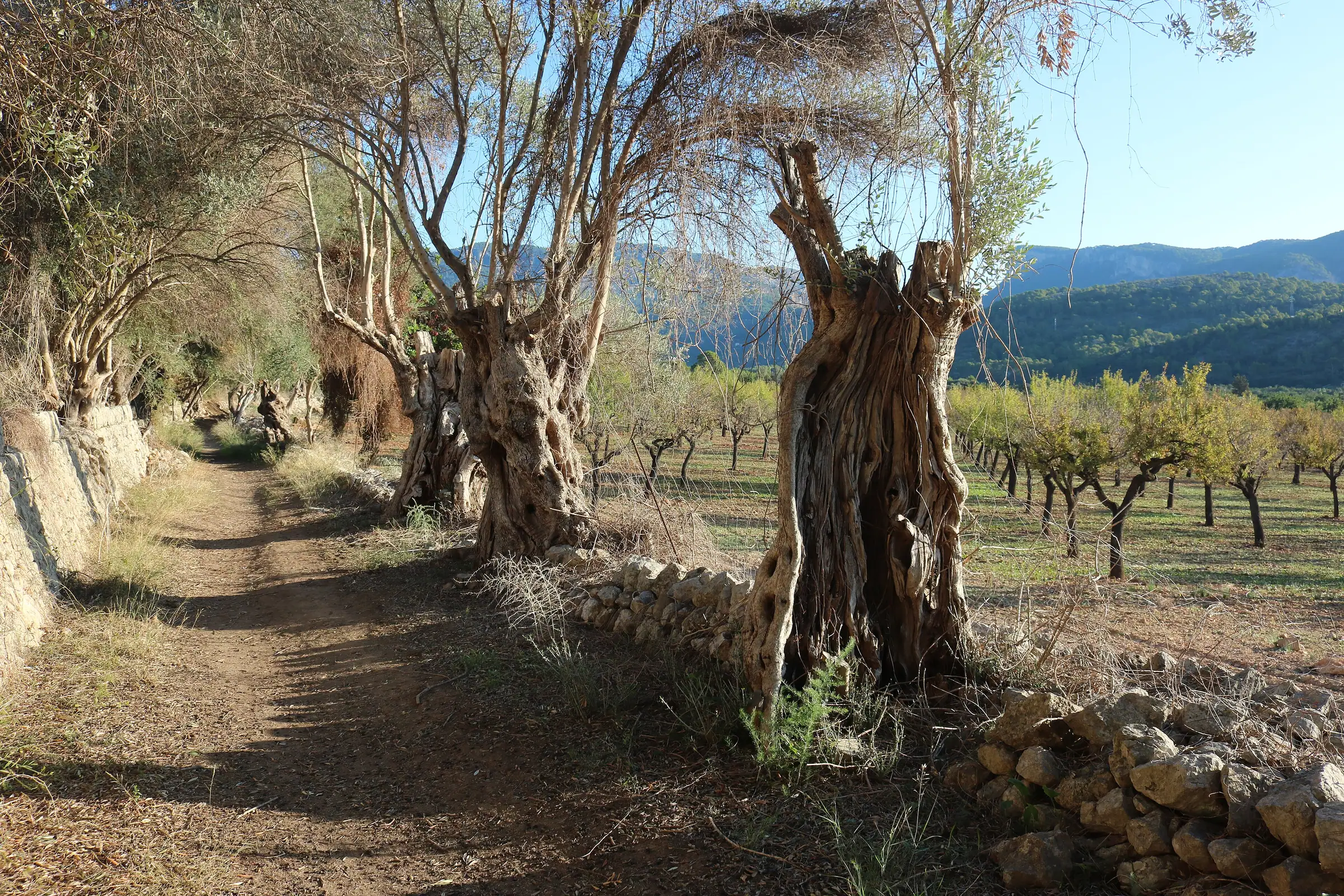 Sentier GR221 près de Raixa, bordé d'oliviers centenaires et de murets de pierre sèche, montagnes au fond
