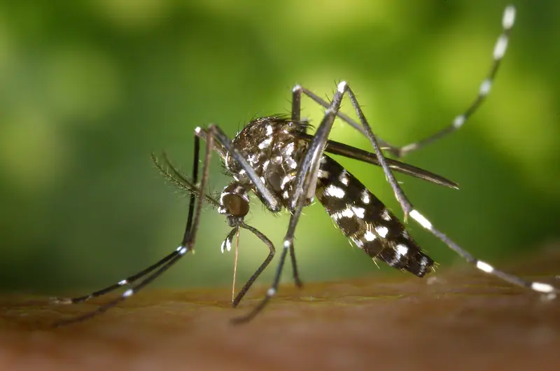 Moustiques à Majorque : zones à éviter et protections efficaces