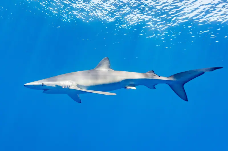 Requins à Majorque : quelles espèces et quel danger pour la baignade