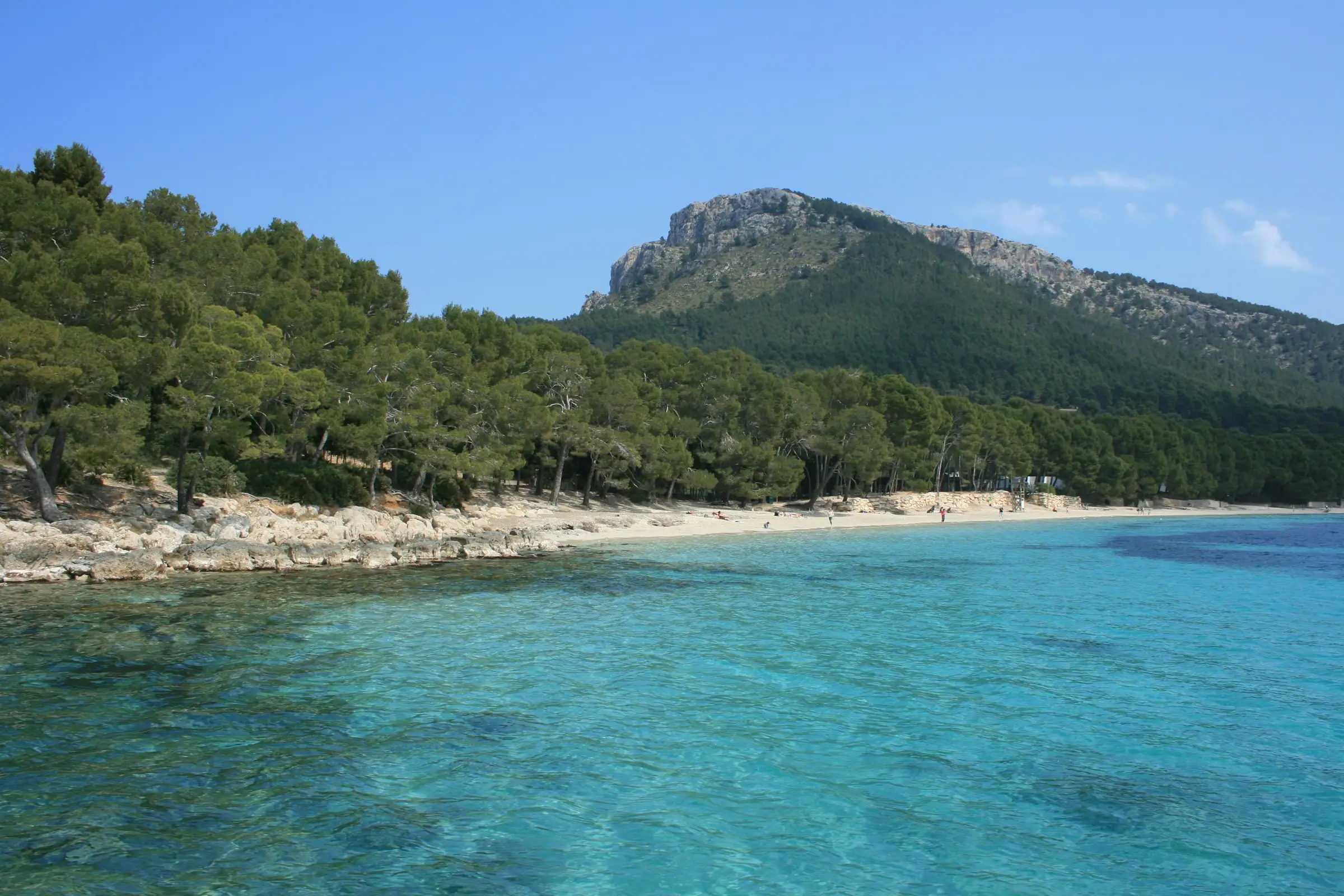 La plage de Formentor, ses pins jusqu’au sable et son eau turquoise peu profonde