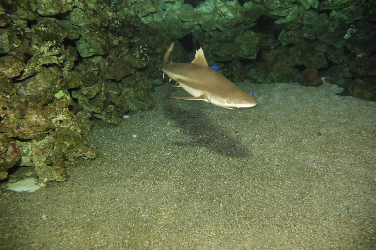 Un requin à pointes noires glisse au-dessus du sable dans un bassin du Palma Aquarium