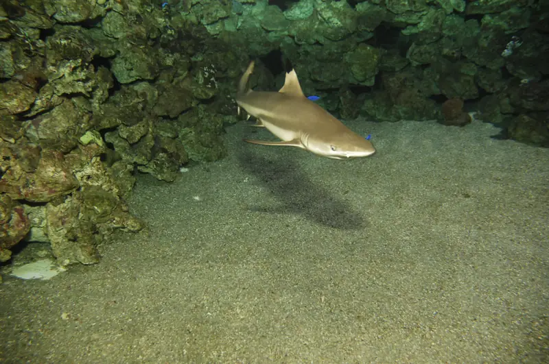 Un requin à pointes noires glisse au-dessus du sable dans un bassin du Palma Aquarium
