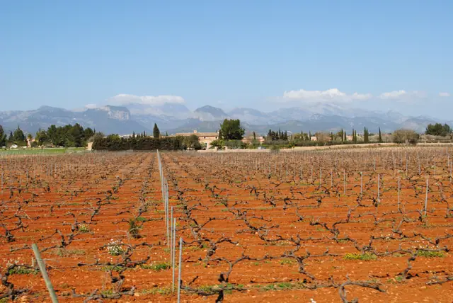 Vignes en hiver sur la terre rouge de Santa Maria del Camí, montagnes de la Tramuntana au fond