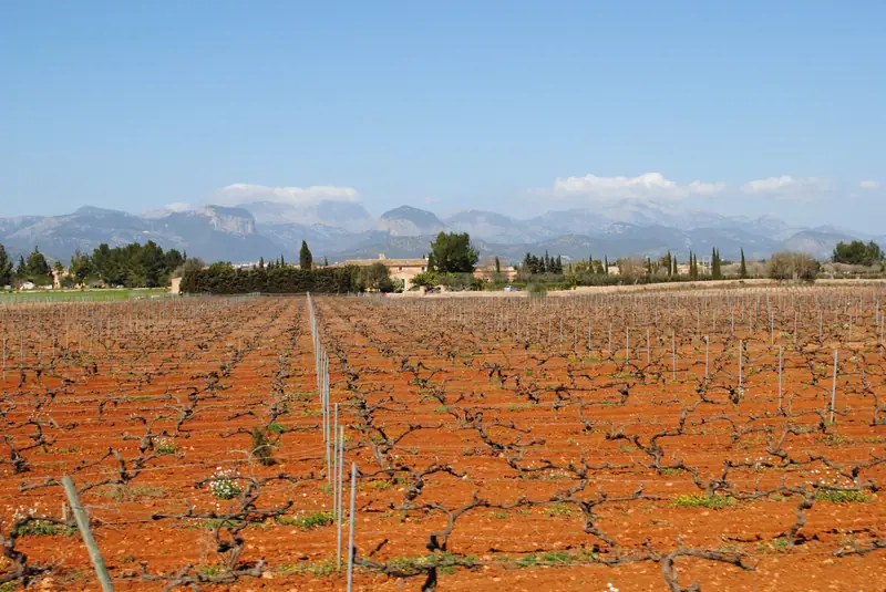Vignes en hiver sur la terre rouge de Santa Maria del Camí, montagnes de la Tramuntana au fond