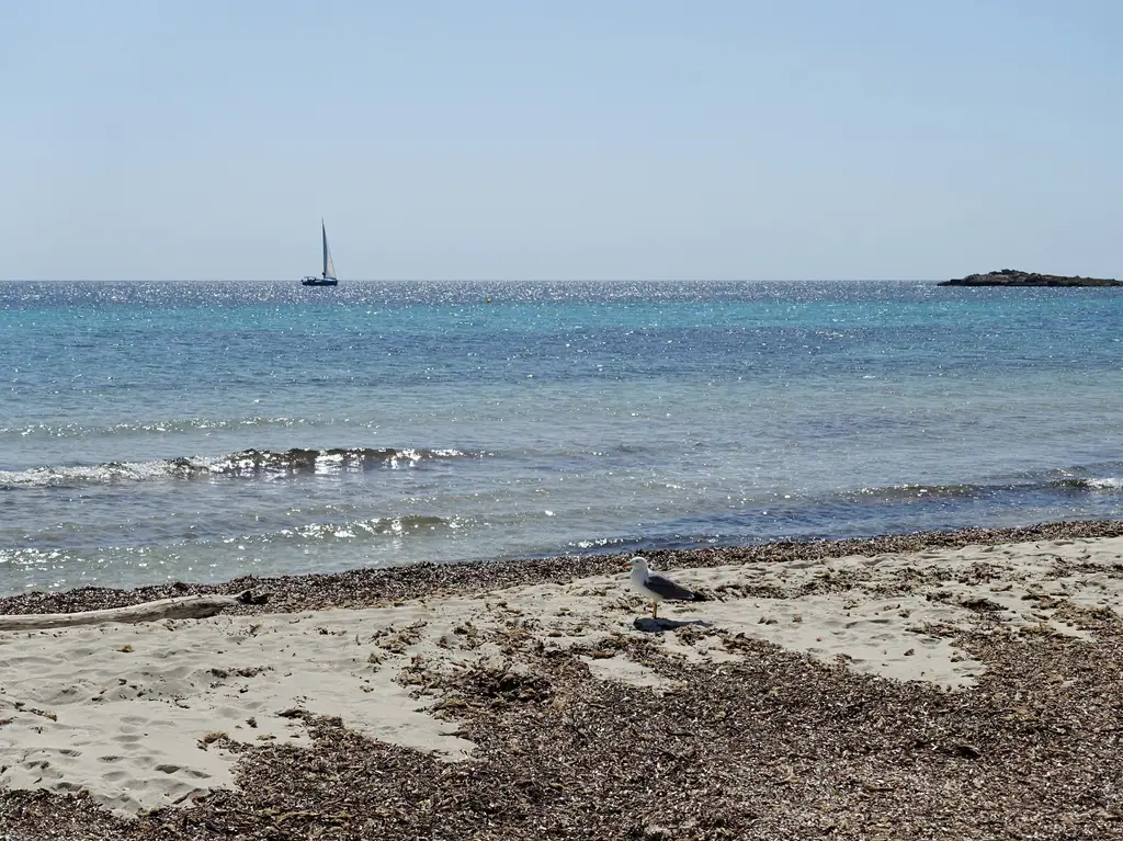 Le rivage d’Es Caragol, posidonie sur le sable et voilier au large