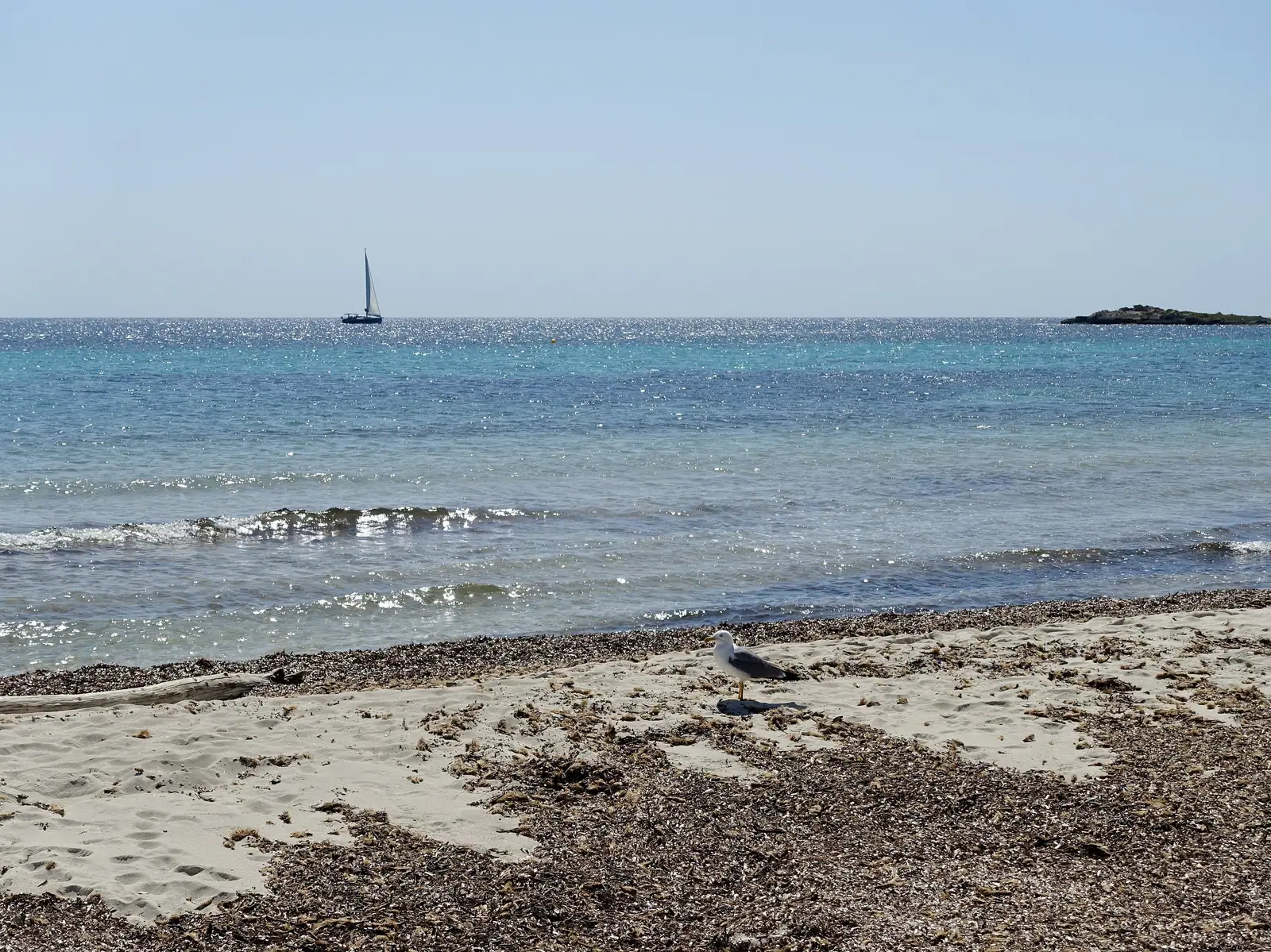 Le rivage d’Es Caragol, posidonie sur le sable et voilier au large