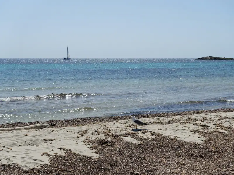 Le rivage d’Es Caragol, posidonie sur le sable et voilier au large