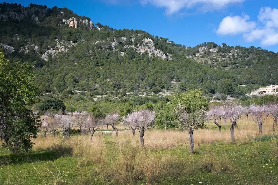 n janvier et février, les amandiers en fleurs transforment le paysage. C’est une bonne saison pour randonner