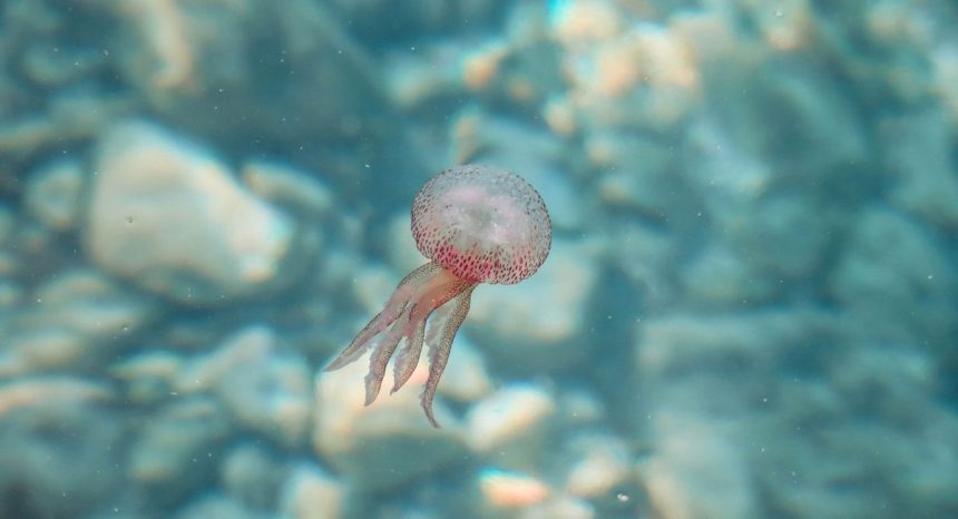 Les méduses à Majorque : un réel danger ?