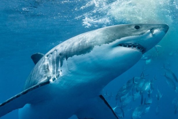 requins majorque
