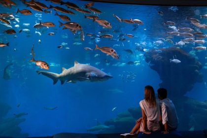 Couple observant des requins et des poissons dans le grand bassin du Palma Aquarium à Majorque