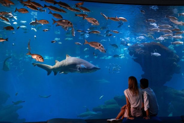 Couple observant des requins et des poissons dans le grand bassin du Palma Aquarium à Majorque