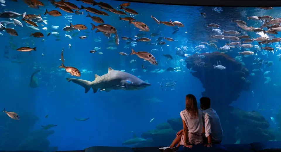 Le grand bassin aux requins du Palma Aquarium