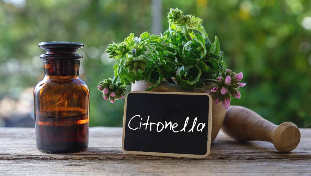 plante de citronnelle et huile essentielle utilisée comme répulsif naturel contre les moustiques à Majorque