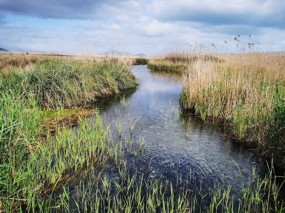 marécages du parc naturel de s albufera à majorque avec roseaux et eau calme