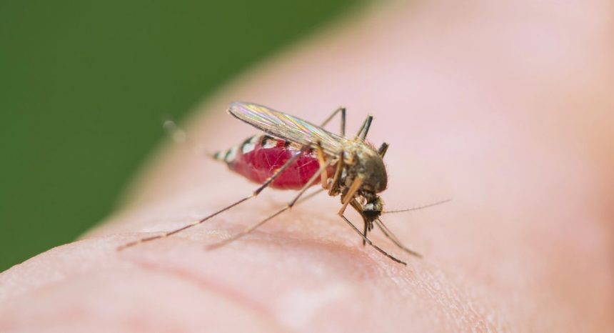 moustique en train de piquer la peau à Majorque avec abdomen rempli de sang