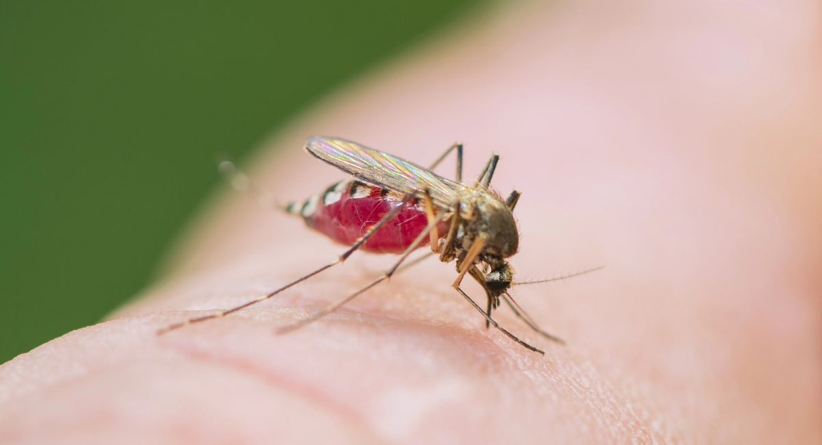 moustique en train de piquer la peau à Majorque avec abdomen rempli de sang