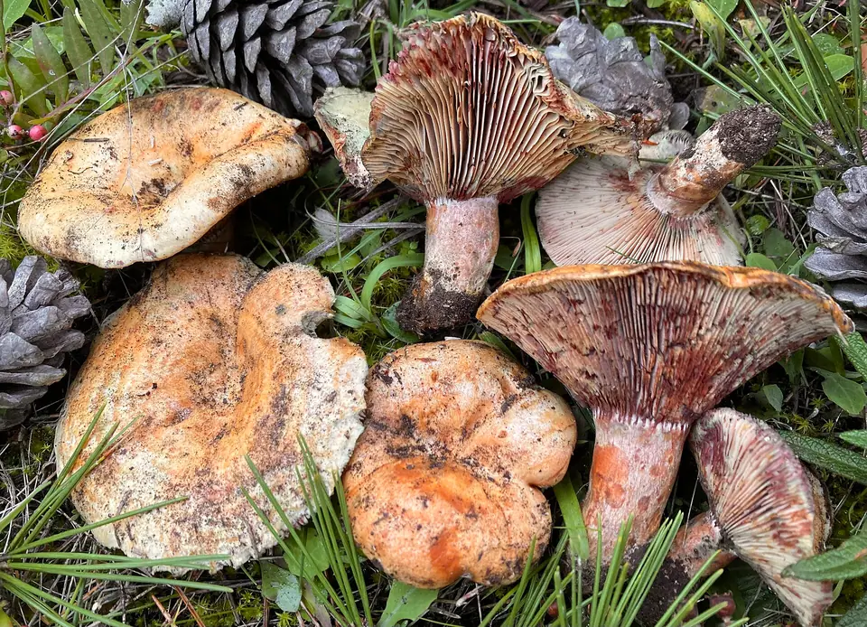 Photo : Lucian Clanet, CC BY 4.0, via Wikimedia Commons Récolte de champignons esclata-sang