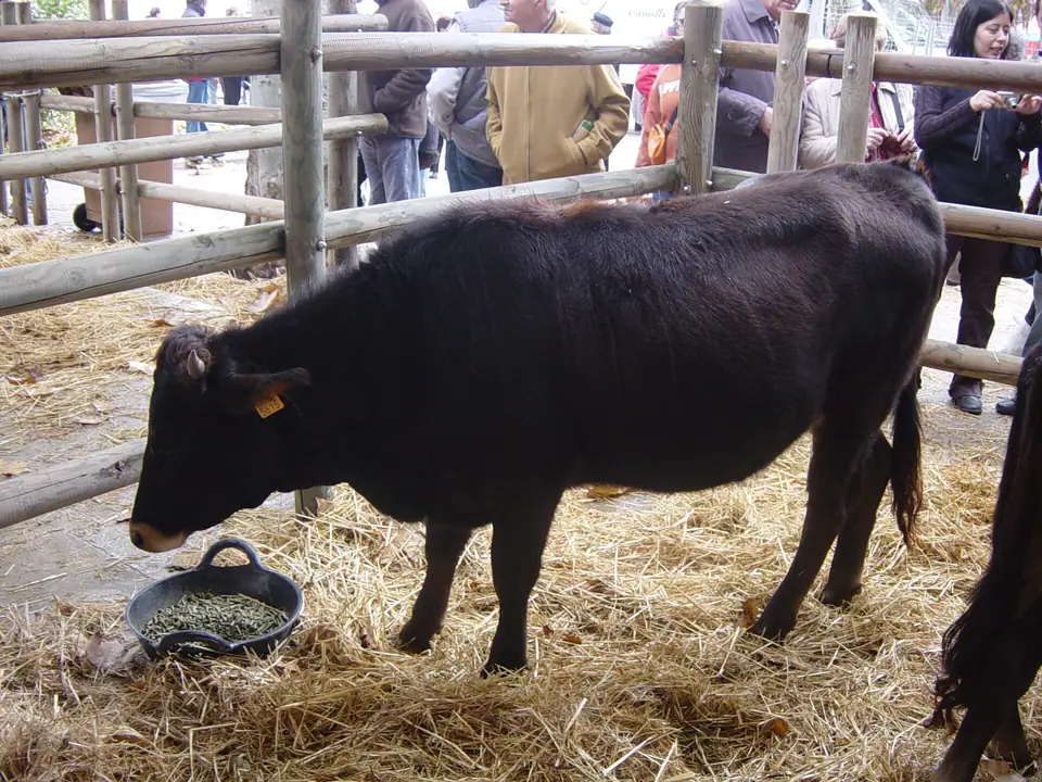 Photo : Andreu Adrover, CC BY-SA 3.0, via Wikimedia Commons Vache de race majorquine exposée lors d'une foire agricole à Inca